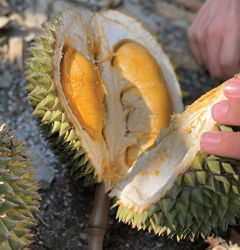 Black Thorn Fresh Durian