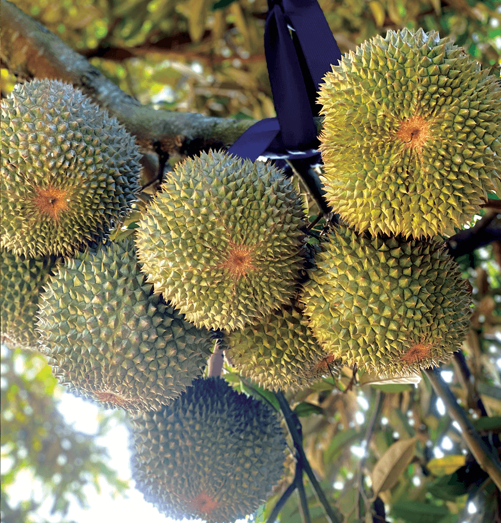 Black Thorn Fresh Durian