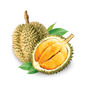 Black Thorn Fresh Durian